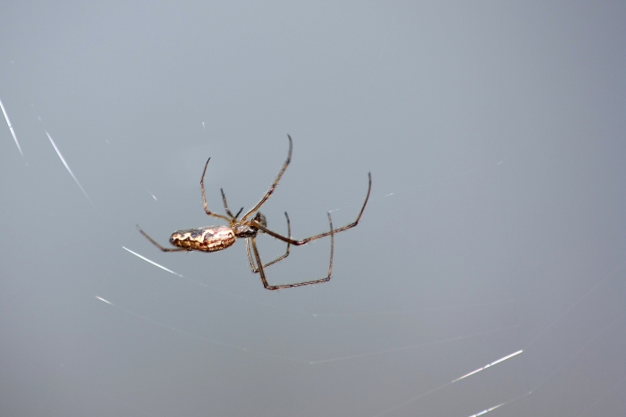 Tetragnatha sp.